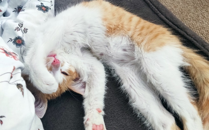 Zbiórka Dla wojownika Kazika - zdjęcie główne