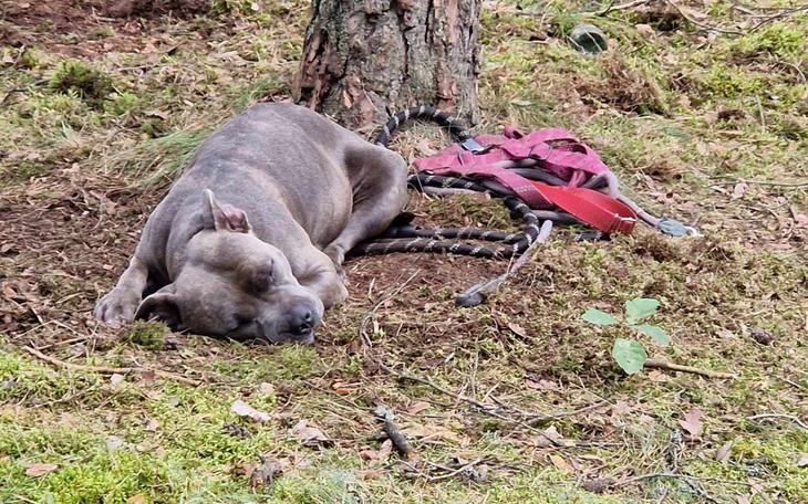 Zbiórka Sunia z lasu - zdjęcie główne