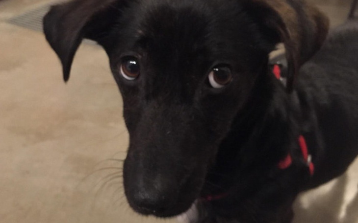 Zbiórka Oprawca okaleczył. Pomóżmy Fibi. - zdjęcie główne