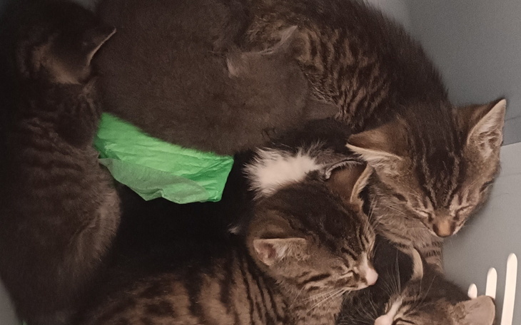 Słodkie kocięta śpią w jednym koszyku, przytulone do siebie.