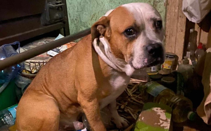 Pies siedzący w zagraconym pomieszczeniu.