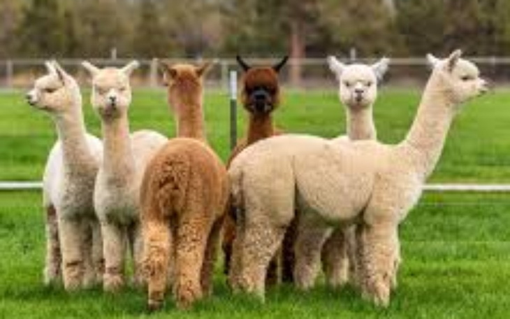Zbiórka Na mini zoo z alpakami - zdjęcie główne