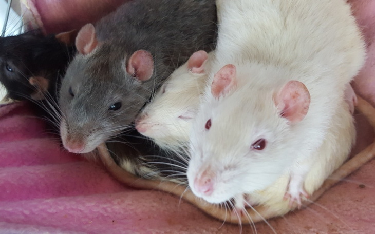 Grupa szczurów w różnych kolorach leżących razem.