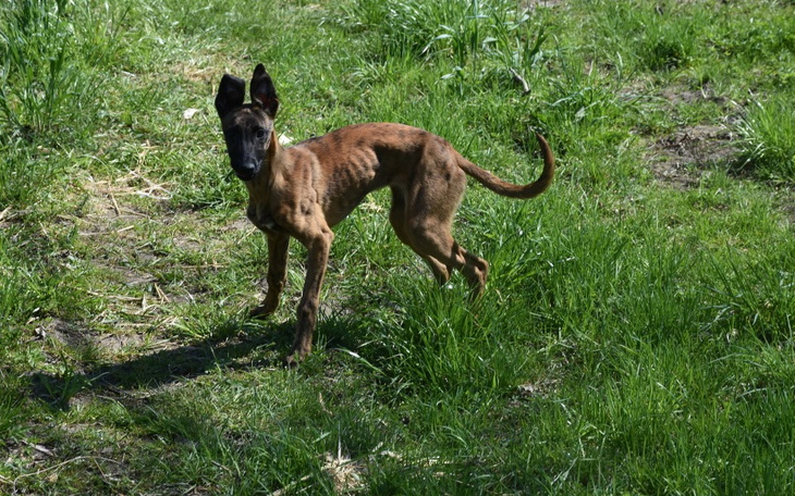 Zbiórka Dla Charci z lasu - zdjęcie główne