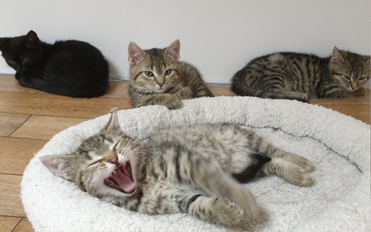 Zbiórka Mruczarnia – czerwiec - zdjęcie główne