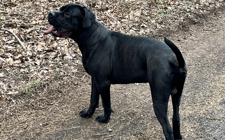 Czarny pies stoi na leśnej ścieżce.