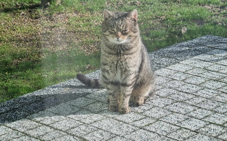 Zbiórka Był sobie bezdomny kot... - zdjęcie główne