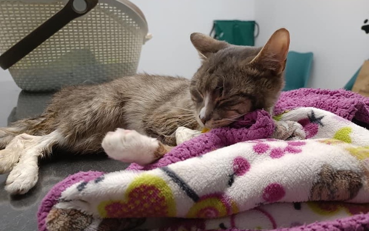 Zbiórka Kocie dzieci umierają - zdjęcie główne