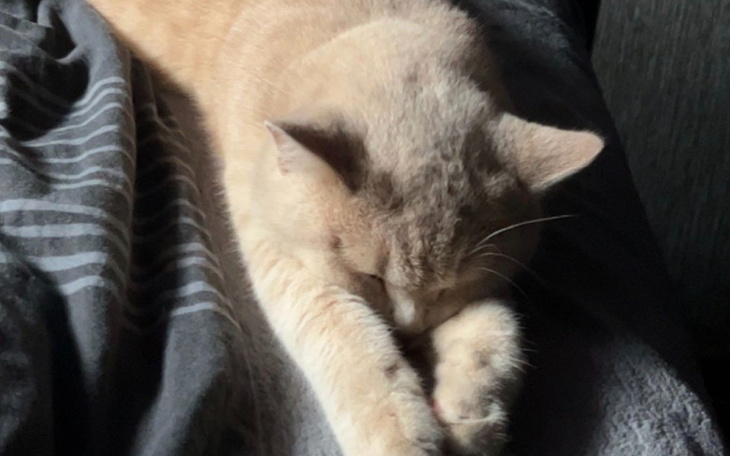 Zbiórka Kot Maniek walczy z chorobą - zdjęcie główne