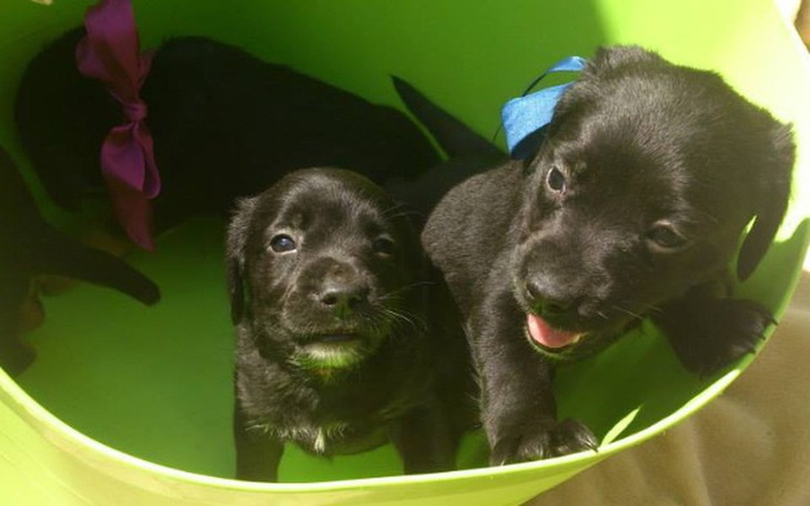 Zbiórka Zbiórka na Dom Tymczasowy u Loli - zdjęcie główne