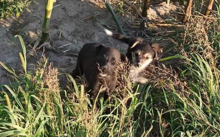 Zbiórka Transport szczeniąt z kukurydzy - zdjęcie główne