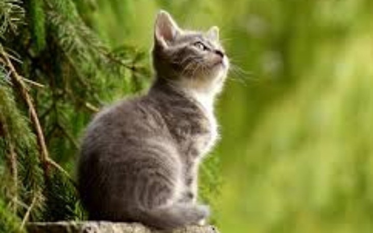 Zbiórka na fajnego kota - zdjęcie główne