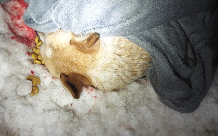 Zawinięty w koc pies, leżący na śniegu.