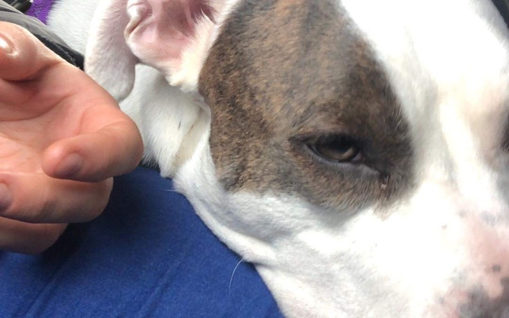 Zbiórka Operacja zerwania wiązadła - zdjęcie główne