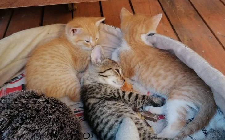 Zbiórka Na weterynarza dla maluszków - zdjęcie główne