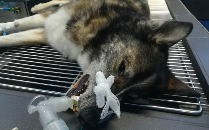 Zbiórka Najbiedniejszy pies w schronisku - zdjęcie główne