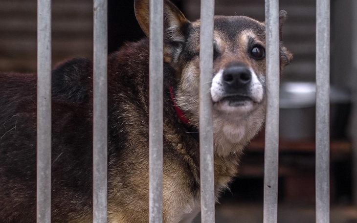 Zbiórka zabieg Pixelka ze schroniska - zdjęcie główne