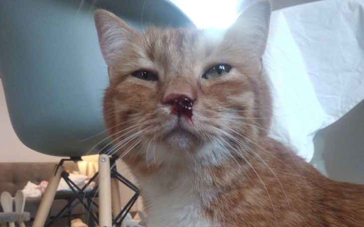 Zbiórka Leczenie Harrego - zdjęcie główne