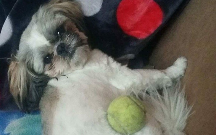 Zbiórka Uratujmy Fafika - babeszjoza - zdjęcie główne