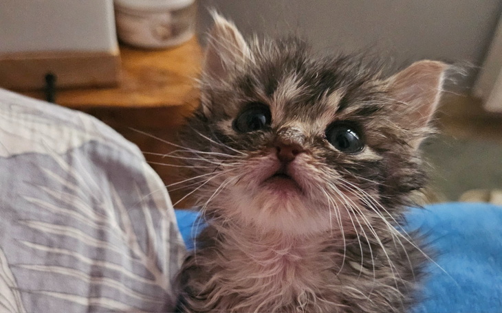 Mały kotek z dużymi oczami, wyglądający na zaskoczonego.