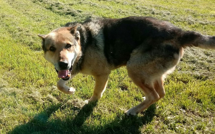 Zbiórka Grosik na kastrację Misia - zdjęcie główne