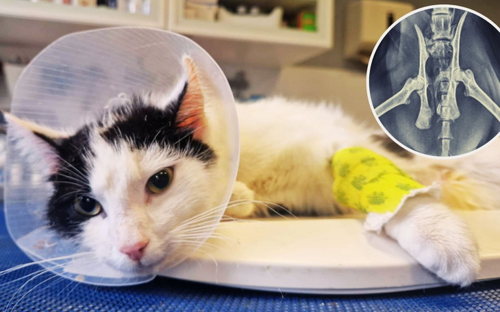 Kot z kołnierzem po operacji, leży na stole.