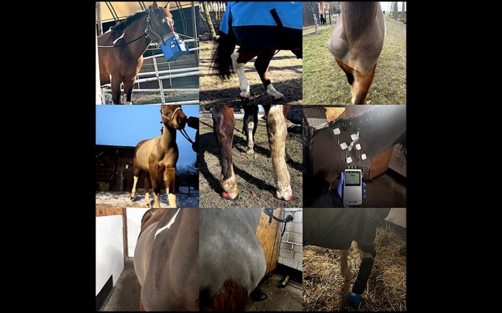 Kolaż zdjęć koni w różnych pozach i miejscach.