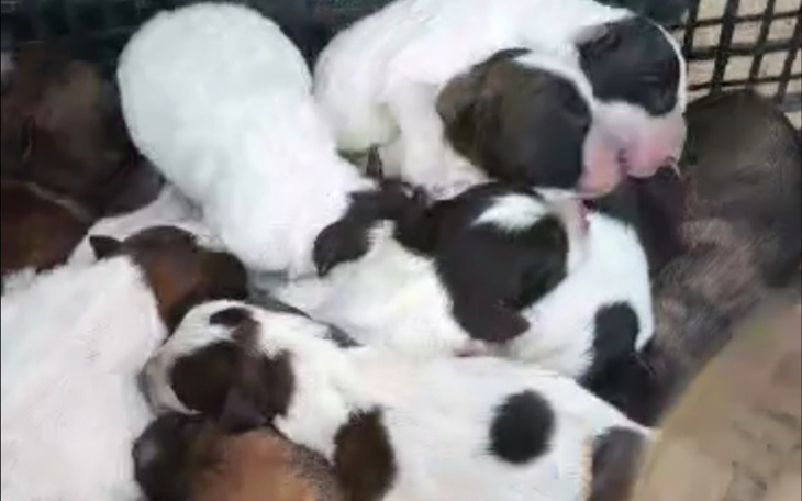 Zbiórka Mamusia i 11 szczeniąt - zdjęcie główne