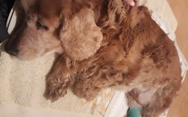 Zbiórka Pilnie na operacje suczki! - zdjęcie główne