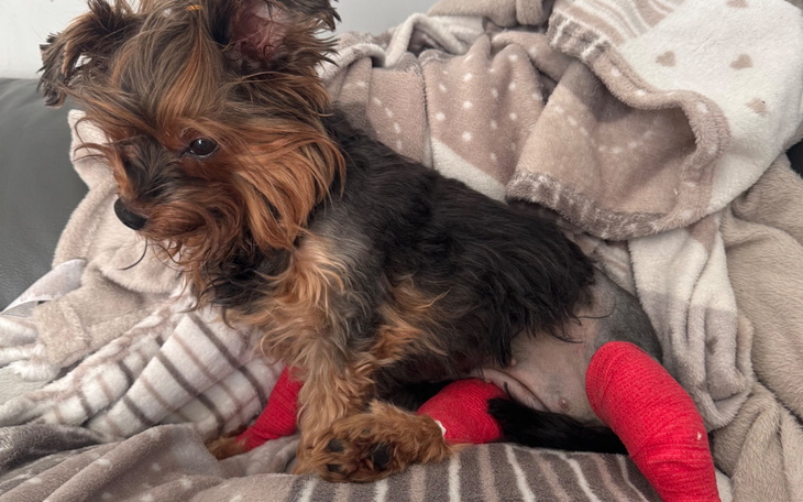 Mały piesek w bandażach, odpoczywający na kocu.