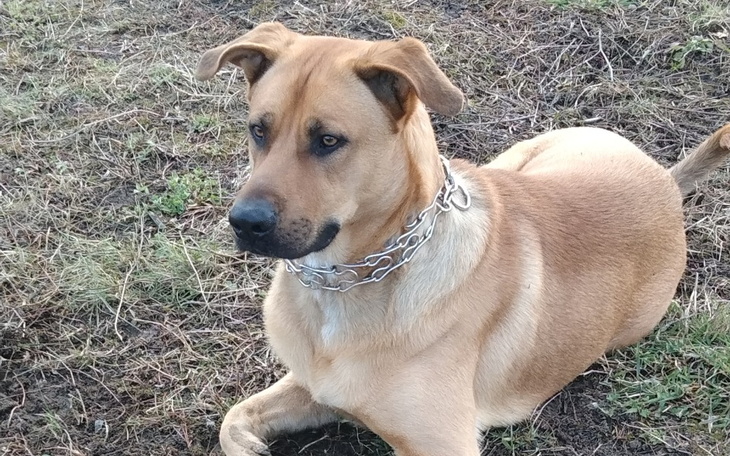 Zbiórka Zbiórka na operację Pupila - zdjęcie główne