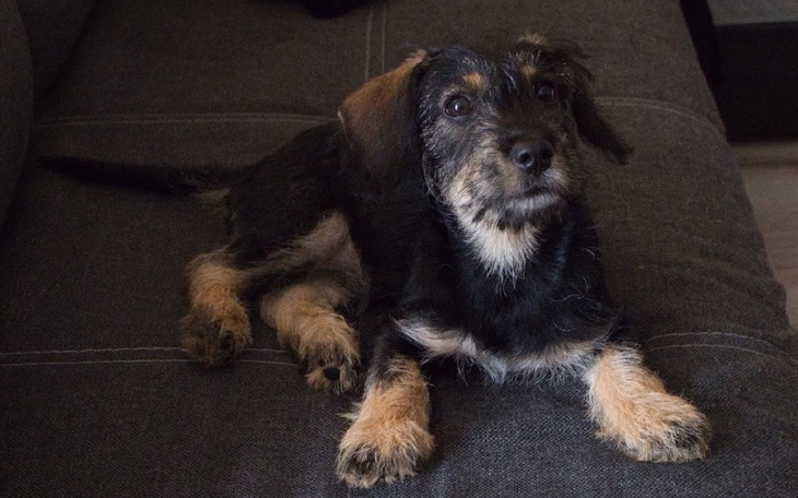 Zbiórka Na leczenie pieska kiwi - zdjęcie główne