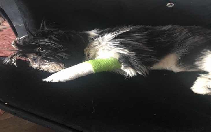 Zbiórka Operacja i Rehabilitacja Ady - zdjęcie główne