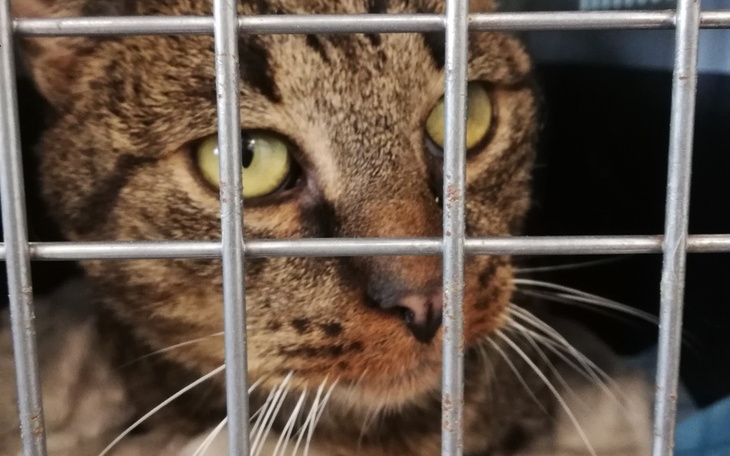 Zbiórka Kontrolne badanie krwi Teosia - zdjęcie główne