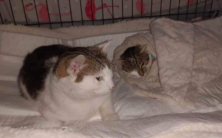 Zbiórka Beza i Ptyś - zdjęcie główne