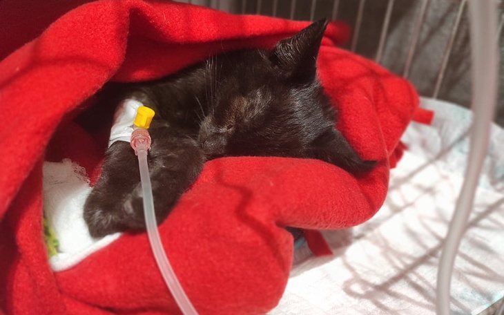 Zbiórka Karolek - kotek, który chce żyć - zdjęcie główne