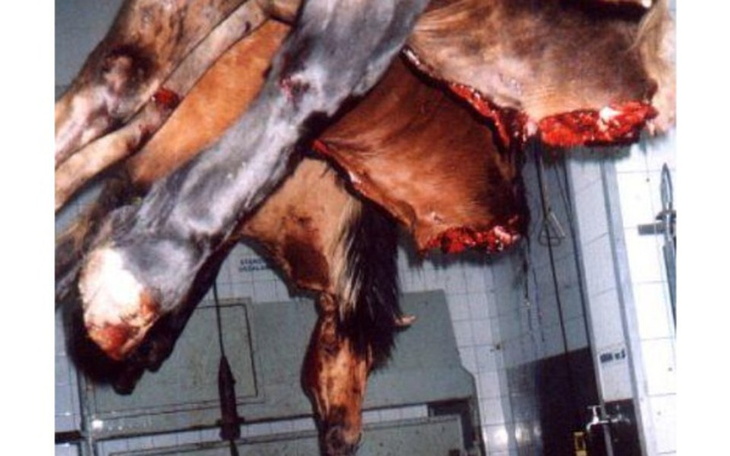 Zbiórka Zbiórka na stadnine - zdjęcie główne