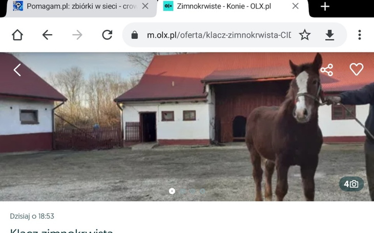 Zbiórka Na chorego konika z olx - zdjęcie główne