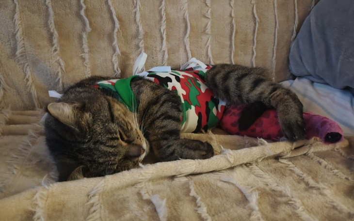 Kot w kamuflażowym ubraniu, śpiący na miękkim kocu.