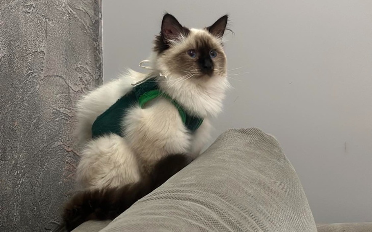 Zbiórka Ulianka i jej śmiertelna choroba - zdjęcie główne