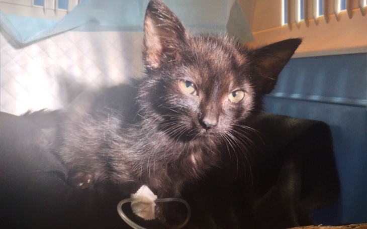 Zbiórka Ratujemy Dominisie - zdjęcie główne