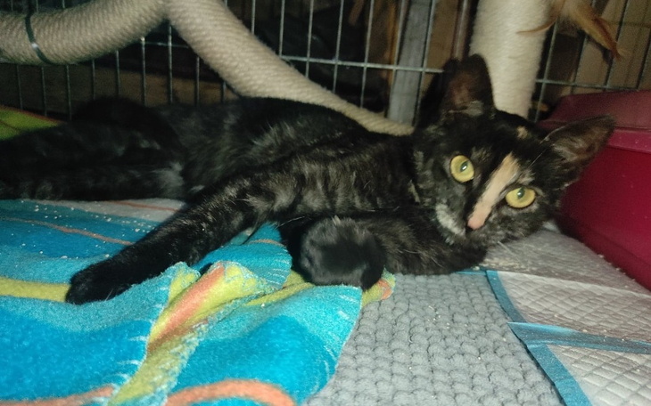 Zbiórka Na leczenie i profilaktykę Iskry - zdjęcie główne