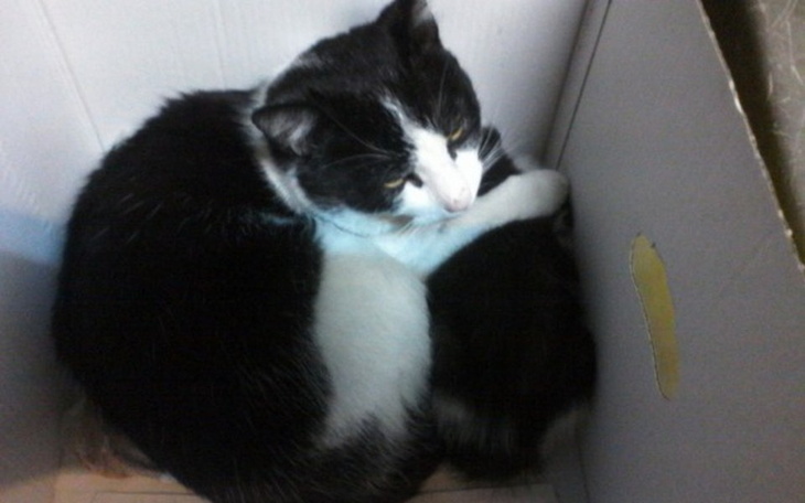 Zbiórka Pomoc dla chorych kotów - zdjęcie główne