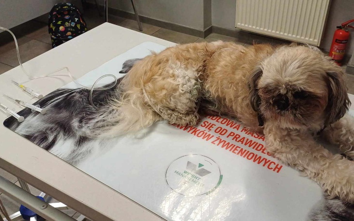 Zbiórka Leczenie Małego Puszka - zdjęcie główne