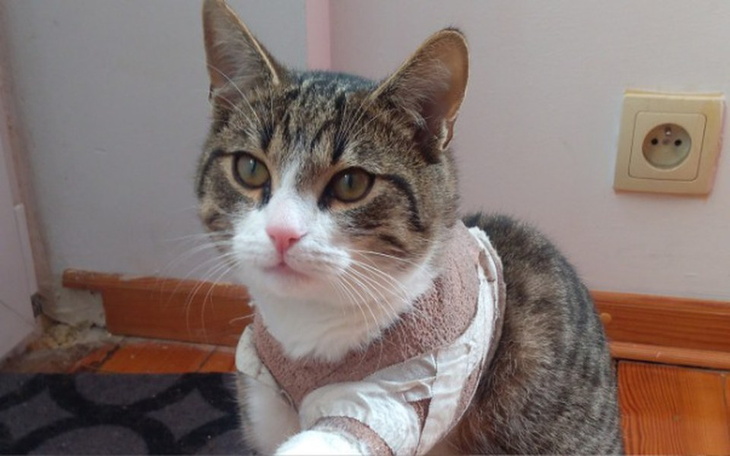 Zbiórka Łapa Andrzeja - zdjęcie główne