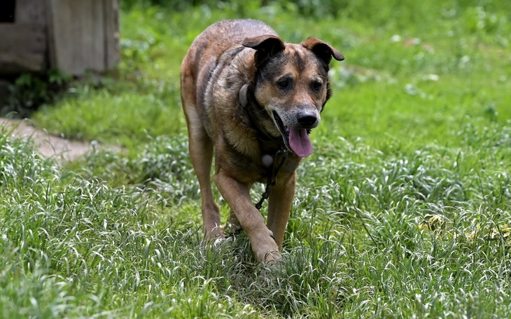 Zbiórka Starość Burego Barrego - zdjęcie główne