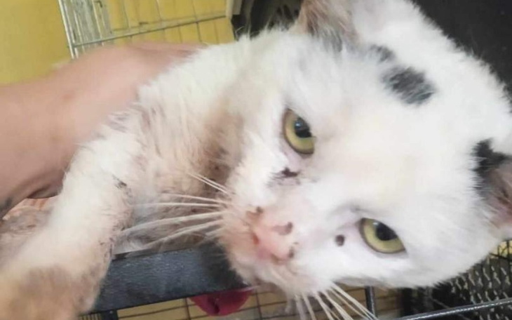 Zbiórka Pomagamy Kotom Prezesowej - zdjęcie główne