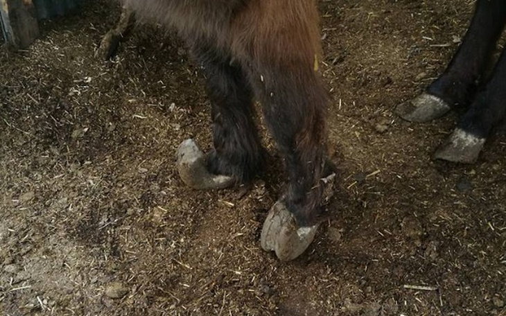 Zbiórka Gehenna zwierząt - zdjęcie główne