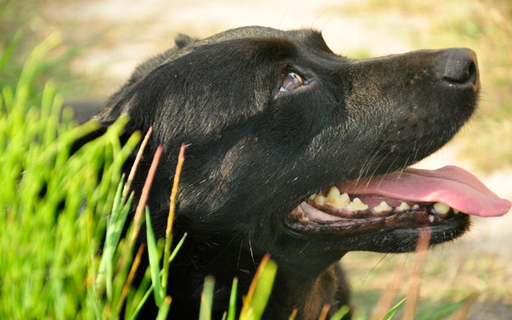 Zbiórka Leczenie łapki Miki - zdjęcie główne