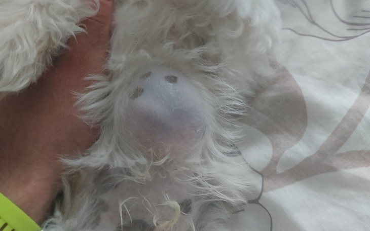 Zbiórka Na leczenie Tobiego - zdjęcie główne